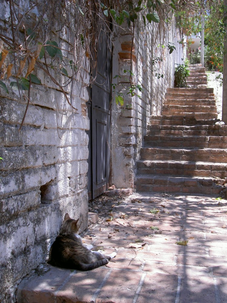 Catching some shade on a warm day
