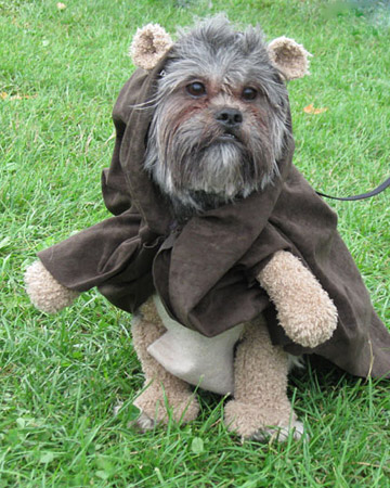 pet_halloween08_59297_xl pet_halloween08_59297_xl