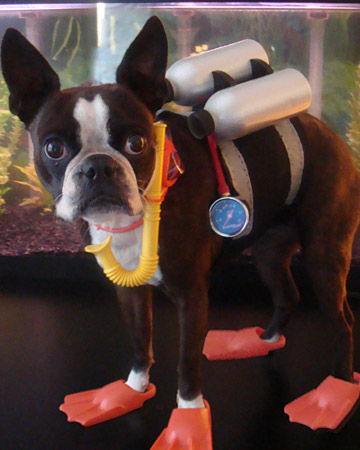 pets_halloweeen_ori00056924_xl pets_halloweeen_ori00056924_xl