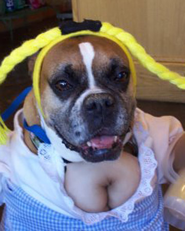 pets_halloweeen_ori00057392_xl pets_halloweeen_ori00057392_xl