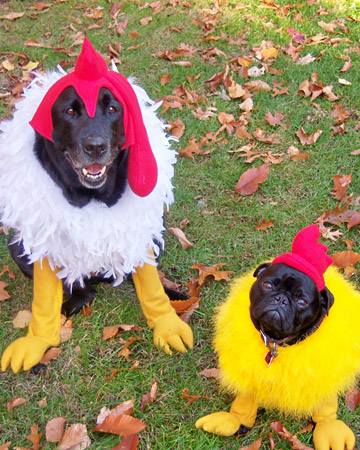 pets_halloweeen_ori00060678_xl pets_halloweeen_ori00060678_xl