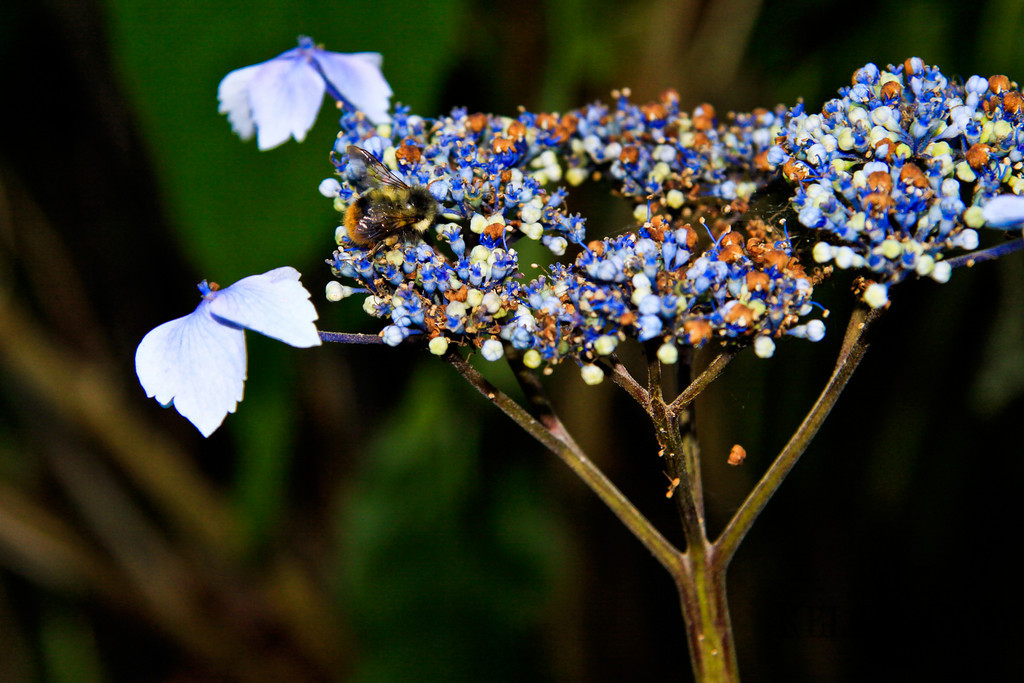 Kelsey Gray Photography